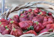 Areguá: comenzó la cosecha de frutilla