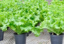 Nace la «lechuga cisne»: crespa y con más hojas