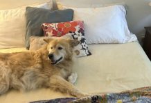 ¿Deberías dejar que tus mascotas duerman a tu lado? (¿Importa lo que digan los expertos?)