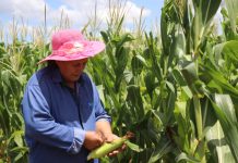 Bajo ley APP, familias campesinas inician cosecha de espigas de maíz