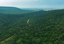 Paraguay conserva el 44,4 % de su territorio forestal, según nuevo reporte nacional del INFONA