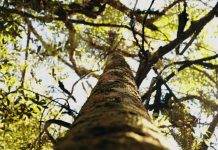 Paraguay alcanza un hito con el Inventario Forestal Nacional: una década estudiando sus bosques