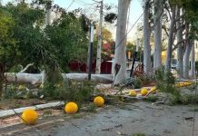 AUDIO | Estudio recomienda «voltear por completo» los eucaliptos de Vittorio Curiel, señala director de Gestión Ambiental