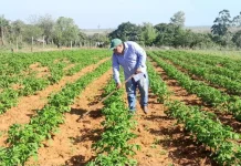 La papa se consolida en Itapúa: 51 hectáreas en producción con excelente rendimiento sanitario